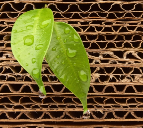 Two leaves with water droplets on them, set against a cardboard background.